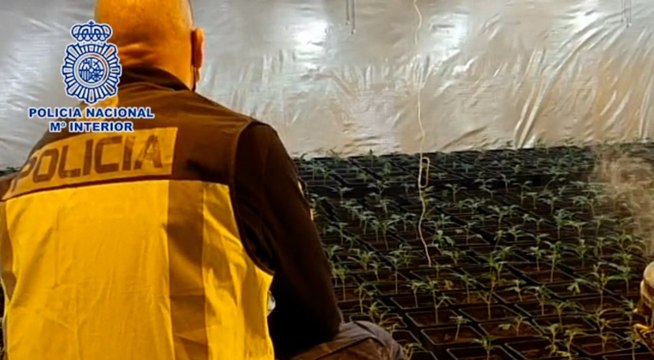 Desmantelada una plantación de marihuana en un salón de bodas