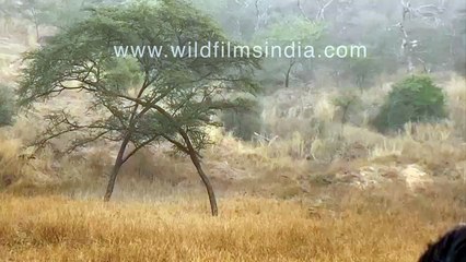 Leopards FIGHT in a tree_ one leopard JUMPS up, attacks, loses balance, FALLS 30 feet to the ground!
