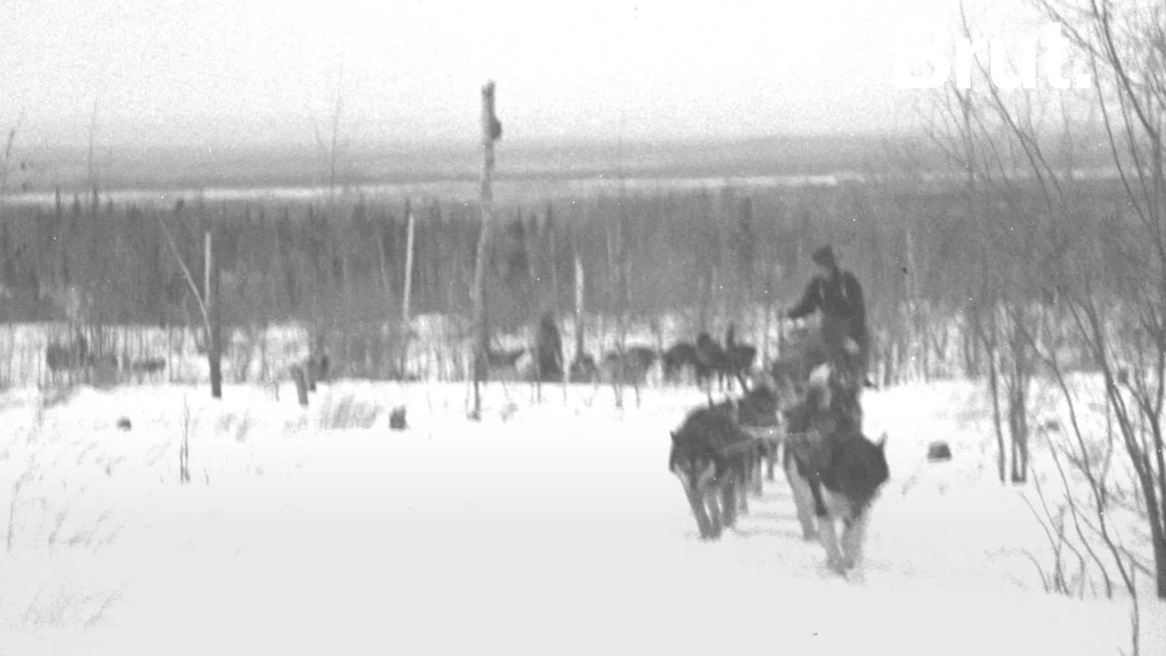 How dogs saved a whole village from a lethal disease