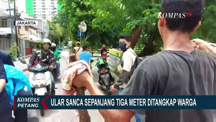 Detik-detik Warga Tangkap Ular Sanca Sepanjang 3 Meter di Bantaran Kali Ciliwung
