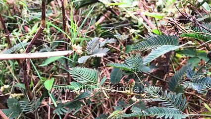 Chui-mui or Touch me not or Mimosa pudica _ Turgor pressure in plants