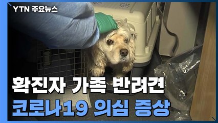 서울시, 확진자 반려견 코로나19 검사...서울시 "사람으로 전파 아직 없어" / YTN