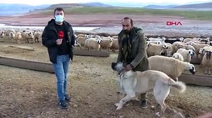 Kangal köpeği 5 metre sıçrayarak ''drone''u böyle kaptı