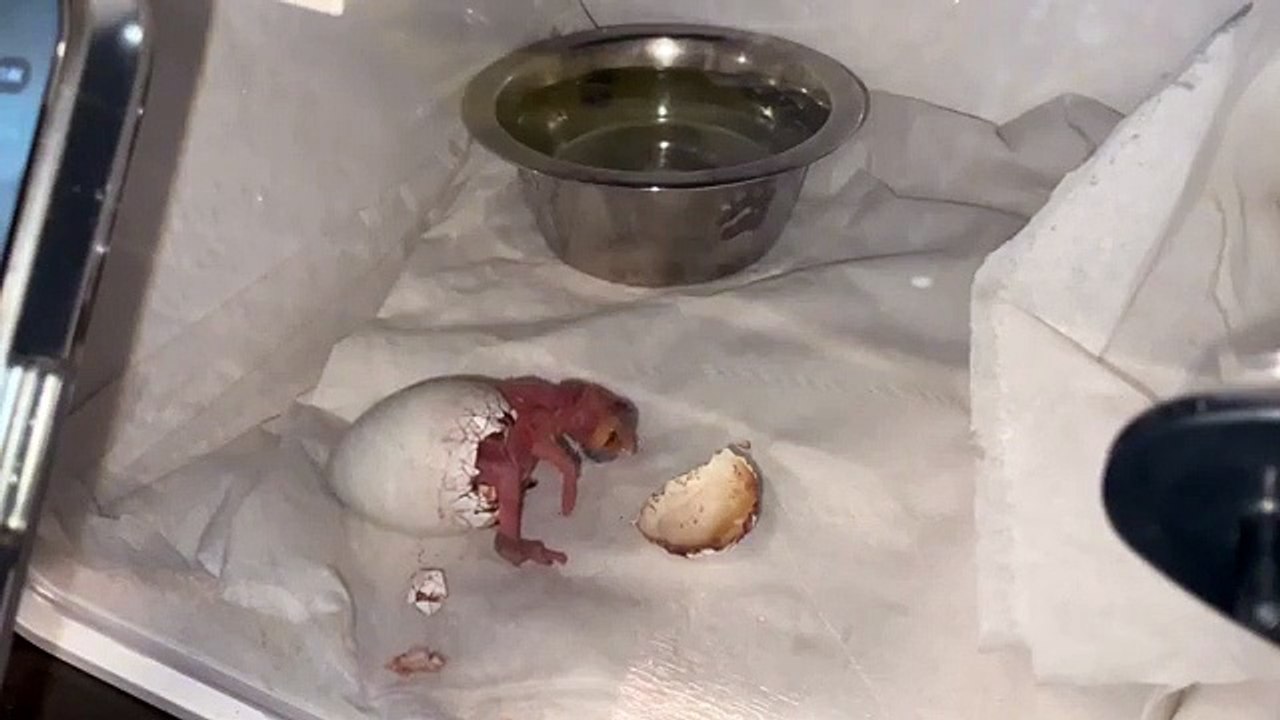 Chick