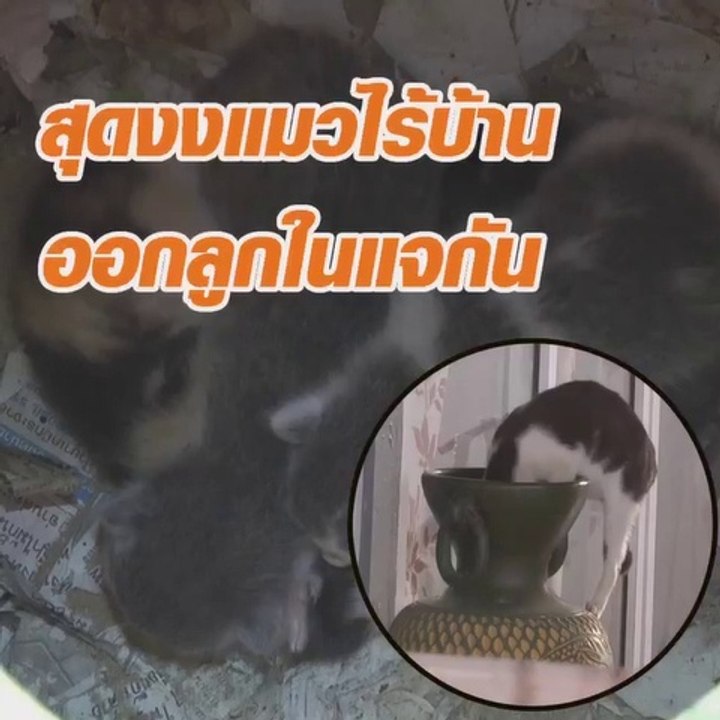 สุดงงแมวไร้บ้าน ออกลูกในแจกัน
