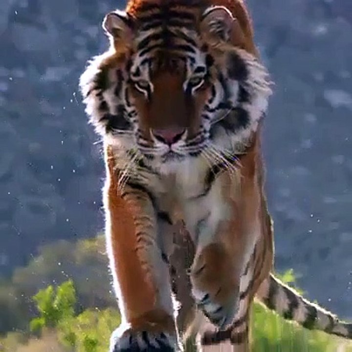 Big cat