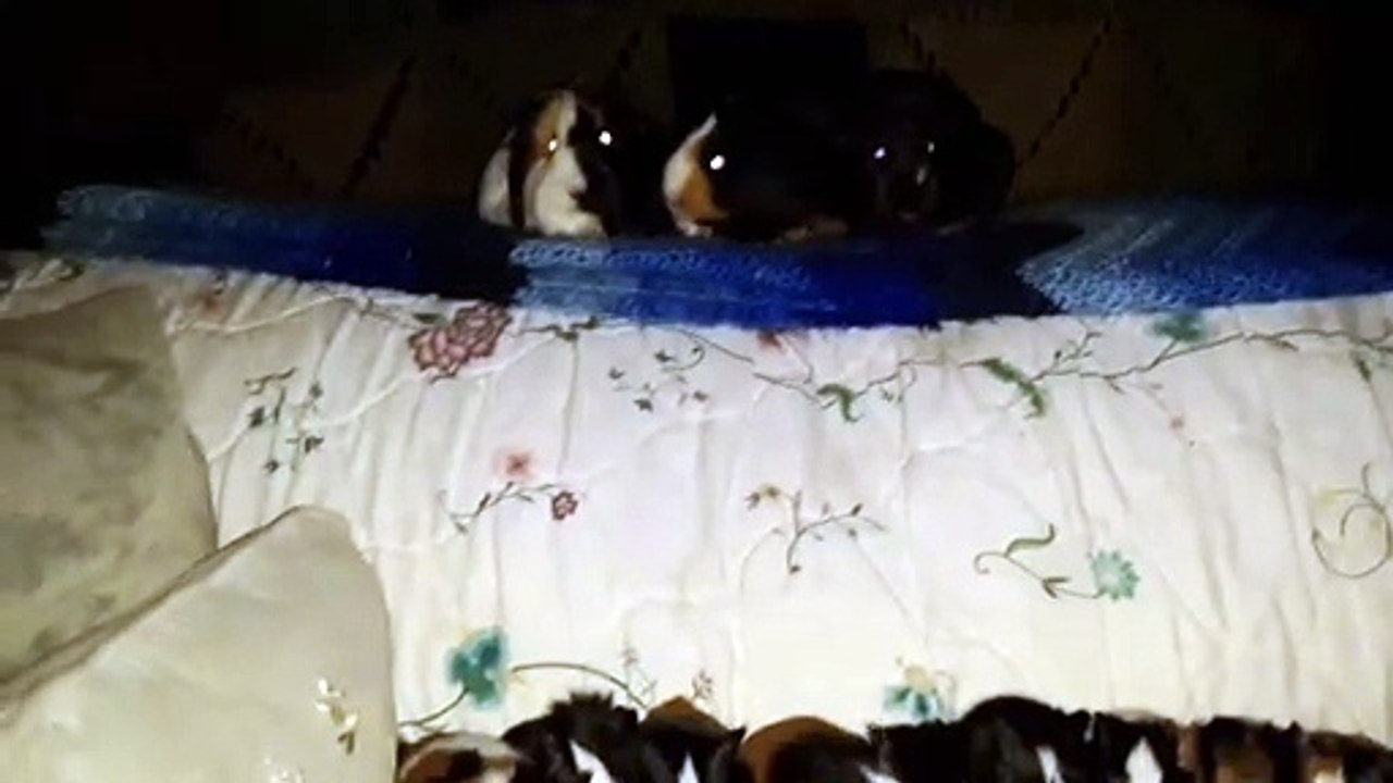 CAVIA PORCELLUS TURMERIC PARSLEY PIXIE DAVID DAVID CJ RJ DAVID MARY TRIXIE DAVID CLOVER IRIS 20200206_194818