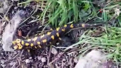 Adıyaman’da lekeli semender görüldü