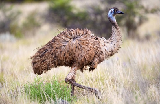 Emu captured after running loose in traffic on a busy road