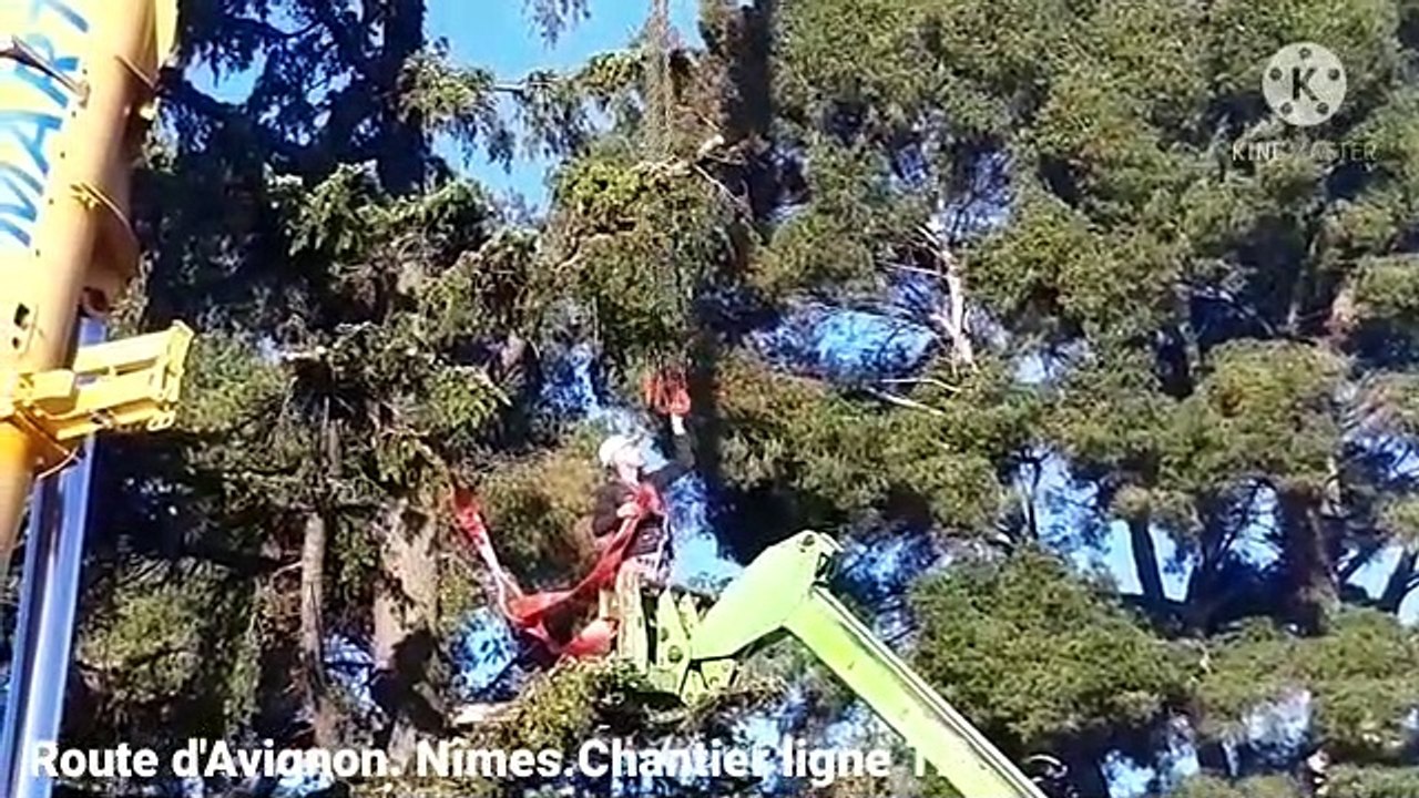 Opération de sauvetage du cèdre de la route d'Avignon à Nîmes