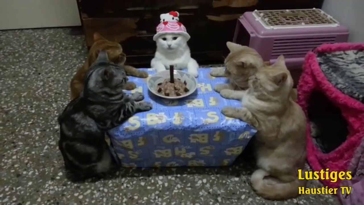 OMG_So_Cute_♡_Best_Funny_Cats_and_Dogs_Compilation