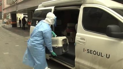 Primer perro contagiado y confirmado en Seúl que ya está empezando a hacer pruebas de covid en mascotas