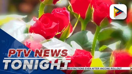 High-tech rose farm in Tagaytay