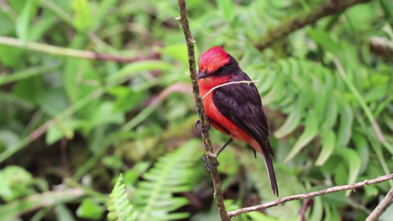 Las aves, uno de los grupos animales más vulner...