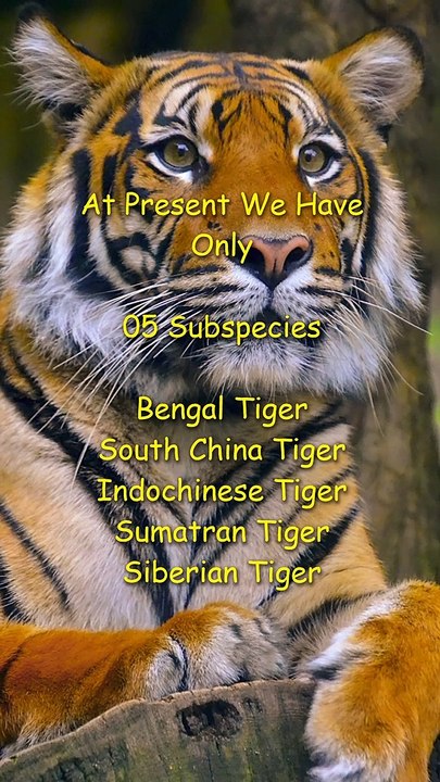The Largest Wild Cats - TIGERS. 11 Facts You Probably Didn’t Know