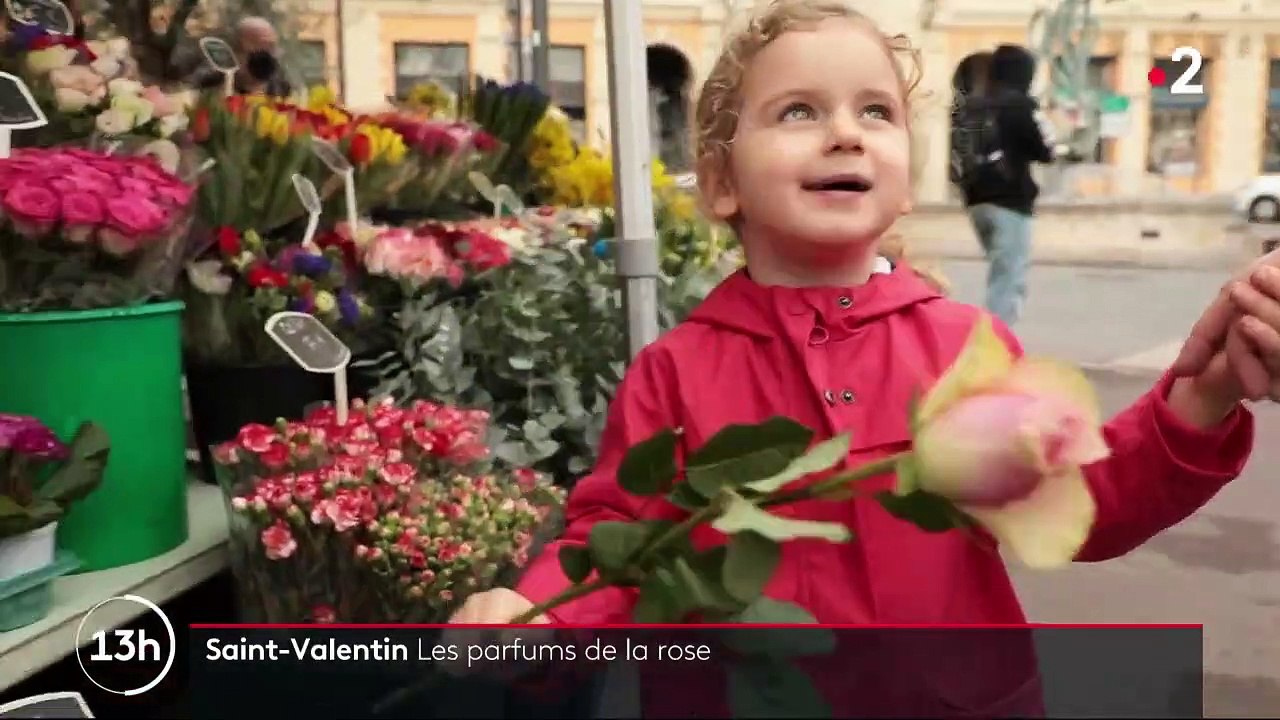 Saint-Valentin : la rose centifolia de Grasse, la reine des fleurs et des parfums