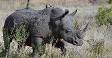 Pour la première fois en 21 ans, aucun rhinocéros n'a été tué par des braconniers au Kenya