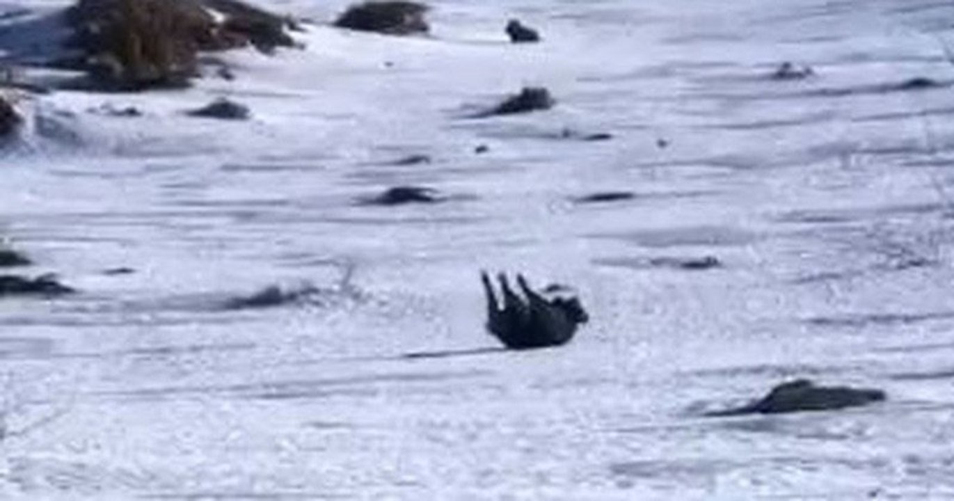 Cette vidéo d'un sanglier, dévalant une pente enneigée, fait rire tout le monde, sauf peut-être les randonneuses qui ont filmé