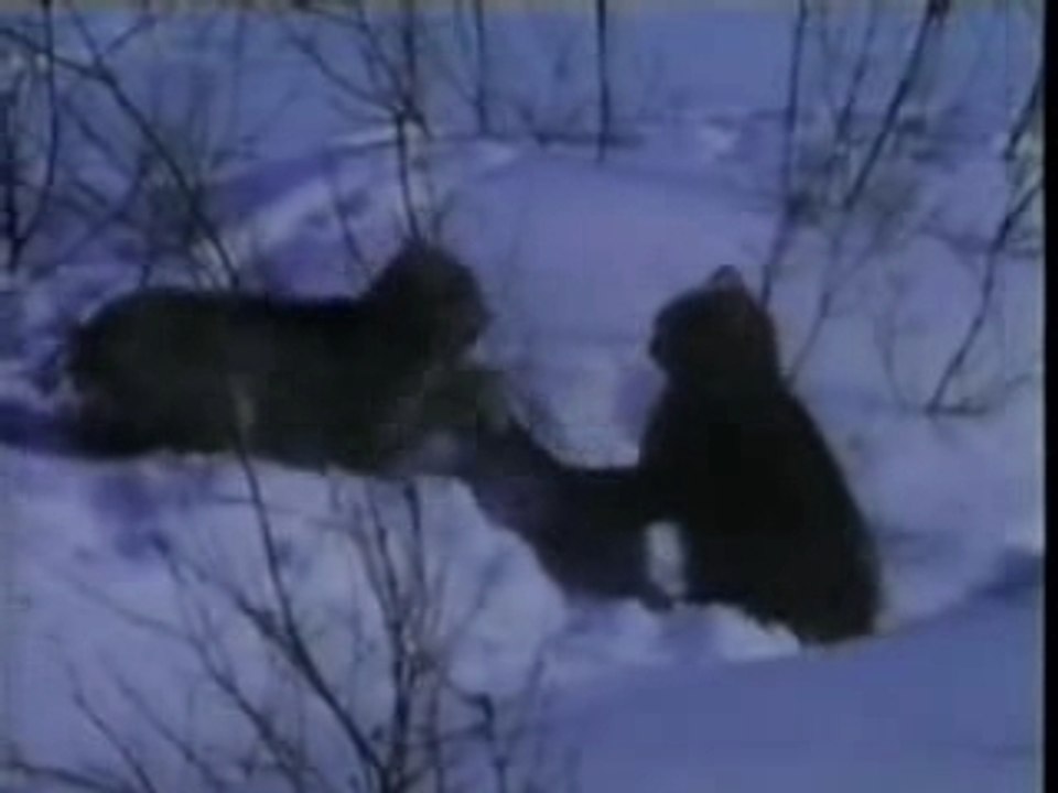 Kanadischer Luchs vs Rotluchs