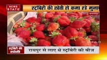 बलरामपुर के किसान ने मोबाइल से देख कर सिखा स्ट्रॉबेरी की खेती, अब कमा रहे खूब मुनाफा, देखें रिपोर्ट