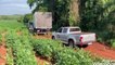 Condutor de caminhão foge de abordagem da RF adentrando em estrada rural; veja o vídeo