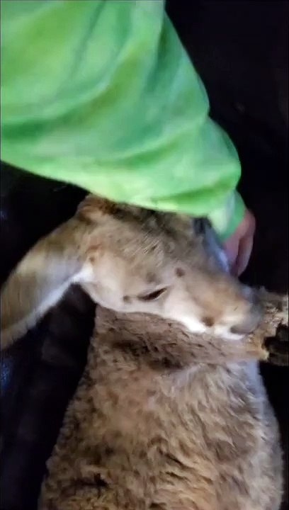 Kangaroo Naps on Couch