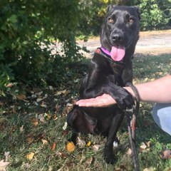 Kentucky Humane Society’s "Most Overlooked Dog" Would Love a Home