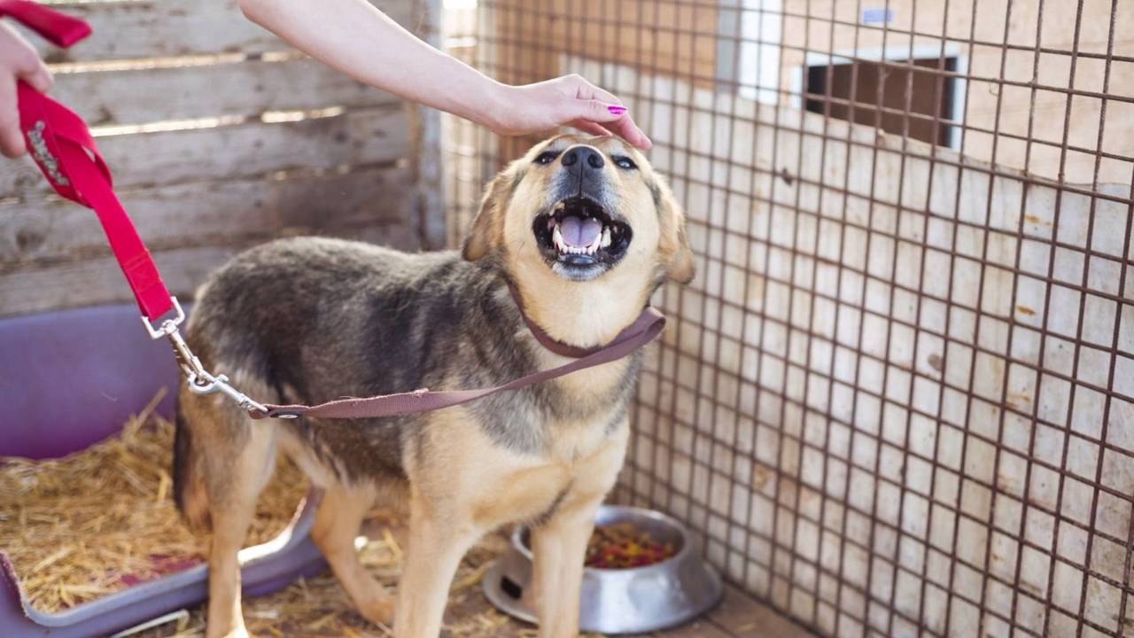 The Best Ways to Support Your Local Animal Shelter