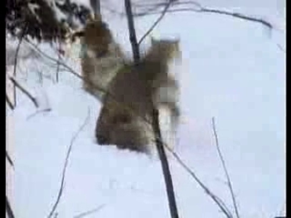 Puma vs Luchs