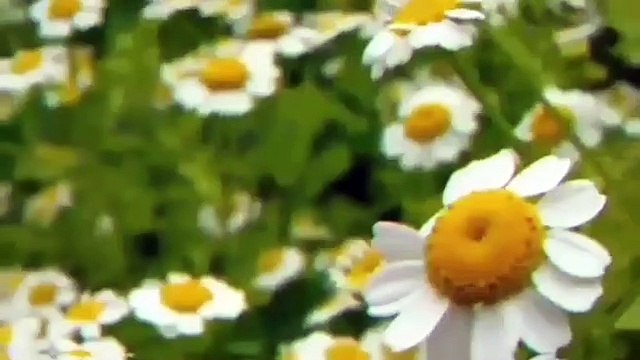 PEREJIL.- Cáncer.- Riñones.- Para adelgazar. #10