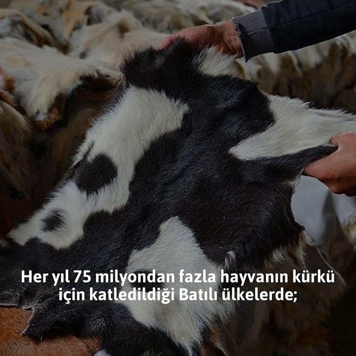 İslam koruyor Batı öldürüyor! Vahşi Batı’nın kirli yüzü