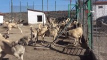 Sivas’ın Dünyaca Ünlü Kangal Köpeklerinin Fiyatı Adeta Altınla Yarışıyor