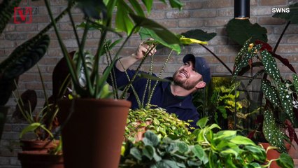 If You Want to Help Your Emotional Well-Being During Lockdown, a House Plant Can Be the Answer