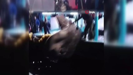 Akdeniz'de nadir görülen ‘Ay balığı’ Adana’da ağlara takıldı