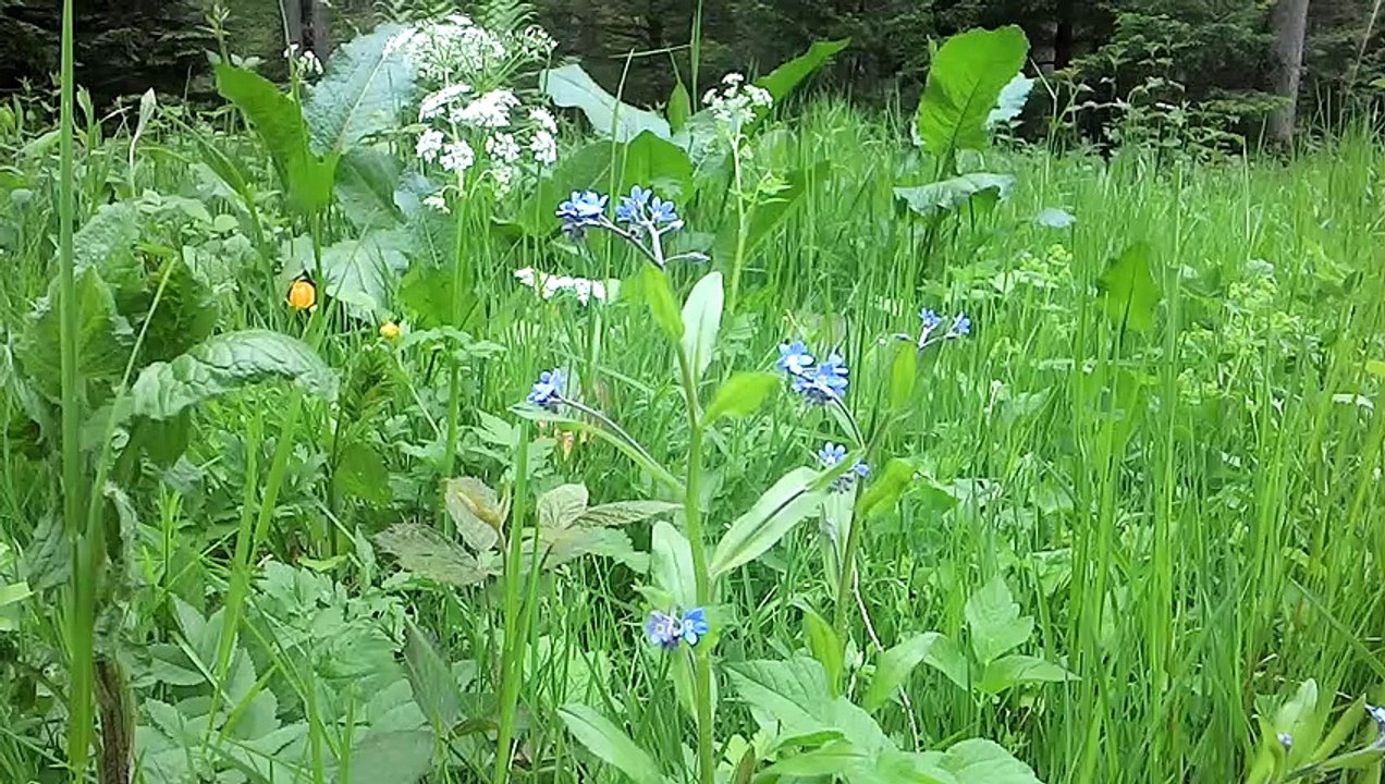 Chants de la forêt