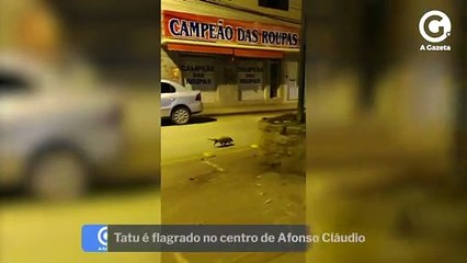 Tatu é flagrado no centro de Afonso Cláudio