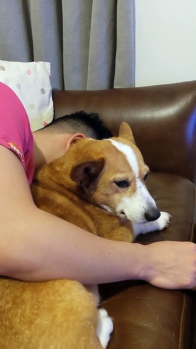 Spoiled Corgi Won't Accept Not Being Pet