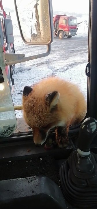 Fox Guest Gets Food