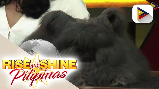 Mga cute na English Angora rabbits nina Alex Ong at Rich Briones