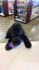 Good Boy Buys Ball at Checkout