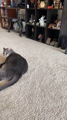 Ornery Cat Flips for Foot
