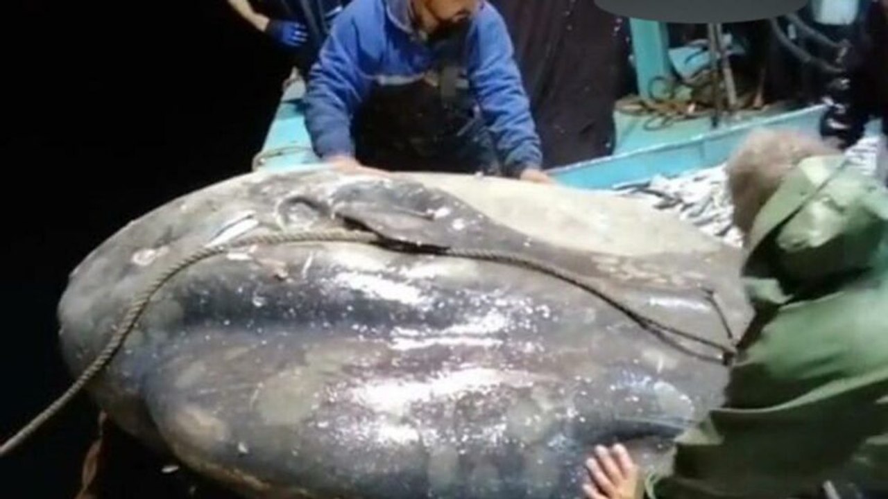 Balıkçıların ağına takılan nesli tehlike altındaki ay balığı, tekrar denize bırakıldı