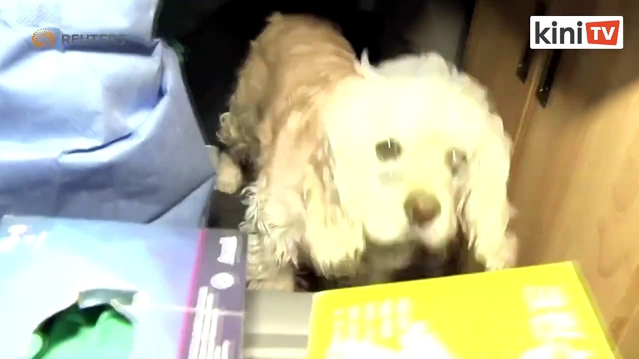 Anjing di Seoul tunjuk gejala, jalani ujian saringan Covid-19