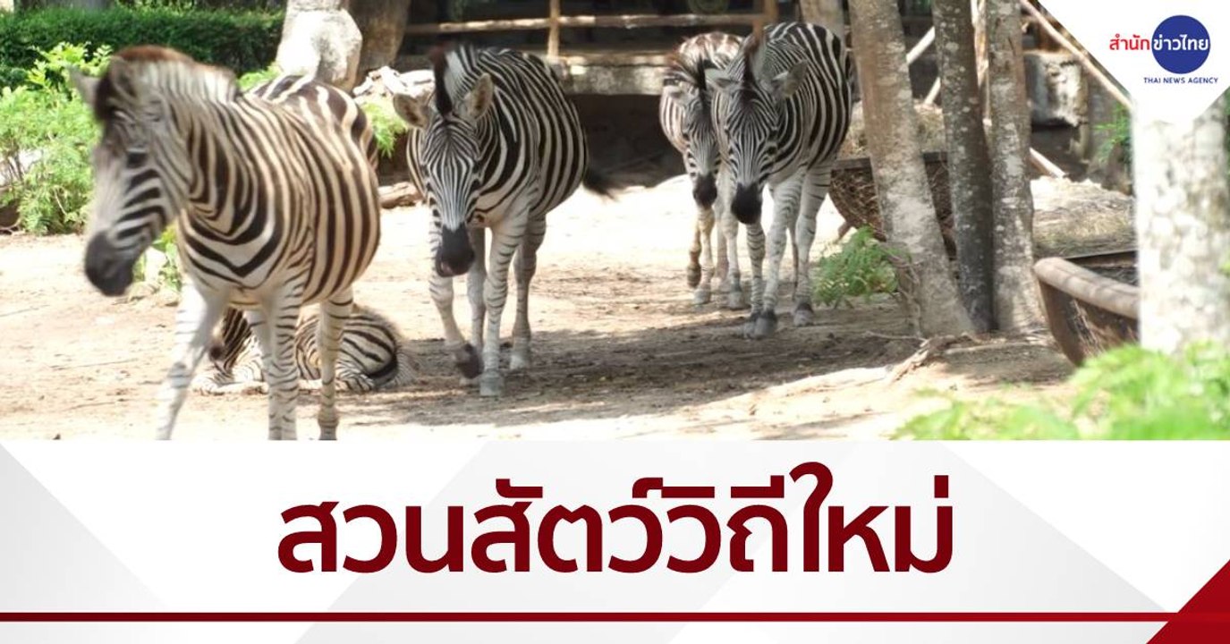 เที่ยวตรุษจีนที่สวนสัตว์เปิดเขาเขียว