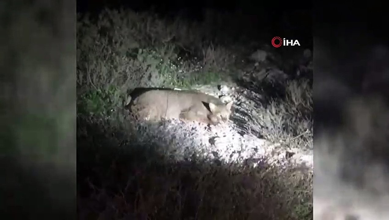 Nesli tükenmekte olan saz kedisi Milli Park’ta ilk kez görüntülendi