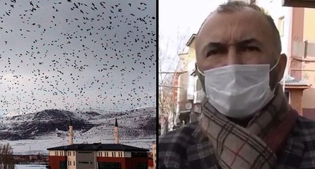 Orman mühendisinden karga istilası yorumu