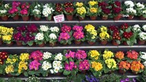 Adana’da Şubat'ta 100 ton çiçek satılması bekleniyor
