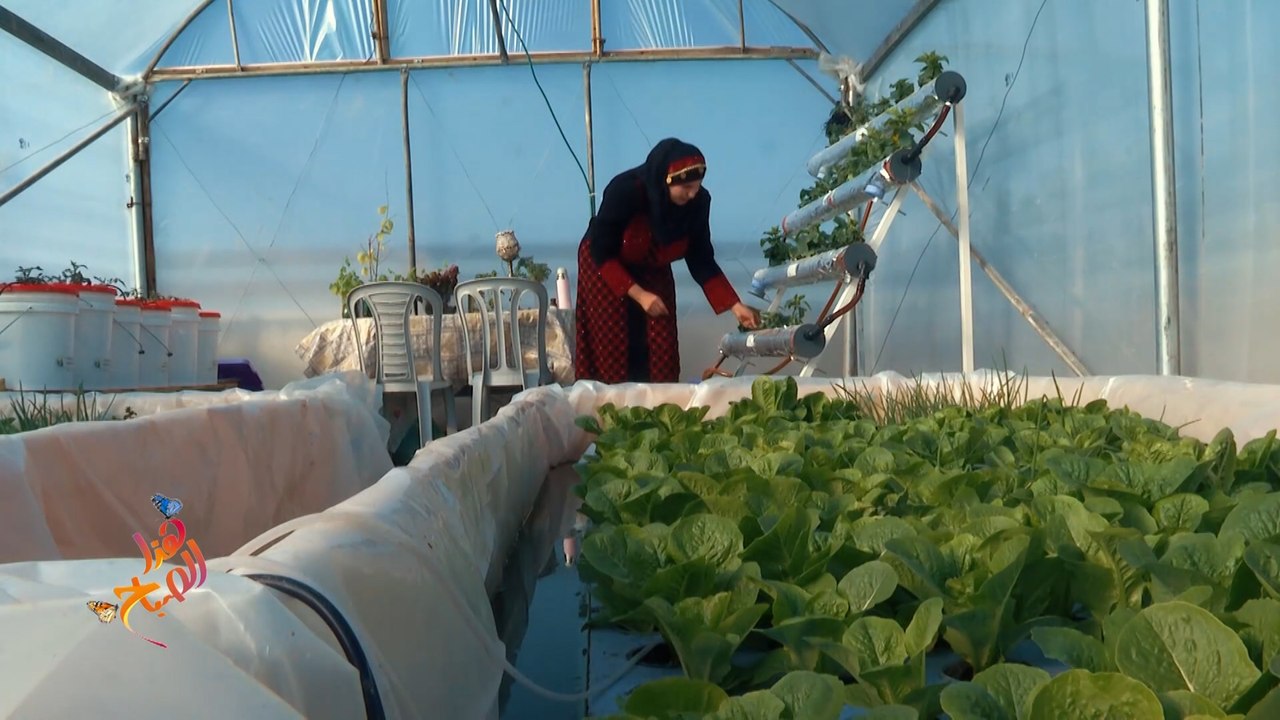 الزراعات المائية تثمر في سطح منزل الفنانة التشكيلية منى الصباح