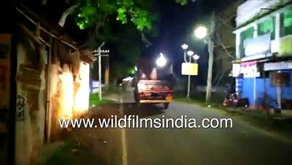 Indian Elephant herd storms paddy field in West Bengal - Elephants venture into human town