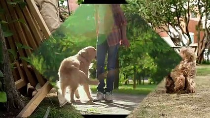 CATS AND DOGS Awesome Friendship - Funny Cat and Dog Vines COMBINATION